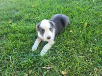 Lady, a female Australian Shepherd and German Shepherd Dog for sale in Inkster, MI – 5 of 5