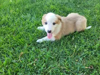 Ram, a male Australian Shepherd and German Shepherd Dog for sale in Inkster, MI – 4 of 5