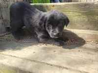 Jackie, a female Golden Retriever and Labrador Retriever for sale in Inkster, MI – Photo 3 of 3