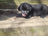 Jackie, a female Golden Retriever and Labrador Retriever for sale in Inkster, MI – Photo 2 of 3