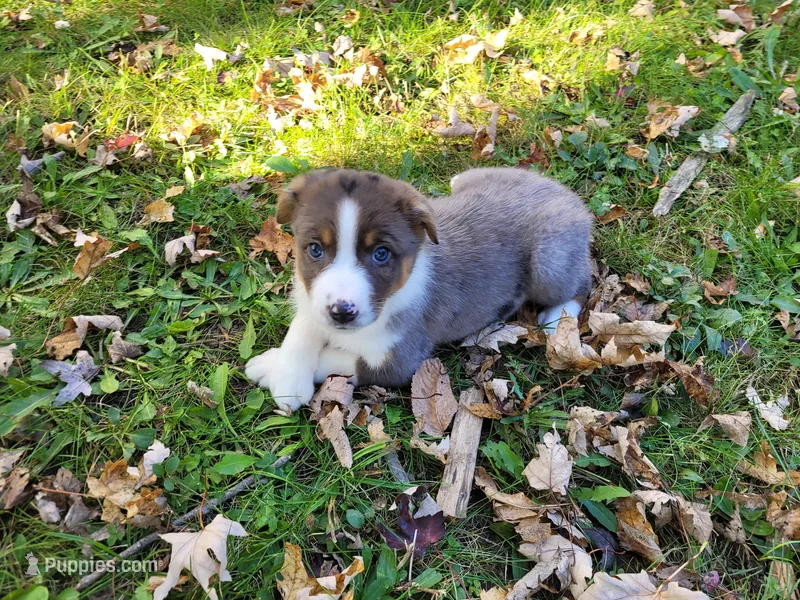 Daisy  – Australian Shepherd, German Shepherd Dog puppy for sale in Inkster, MI