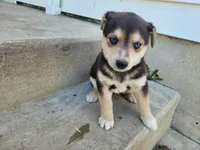 Jackie, a female German Shepherd Dog and Siberian Husky for sale in Inkster, MI – 2 of 5