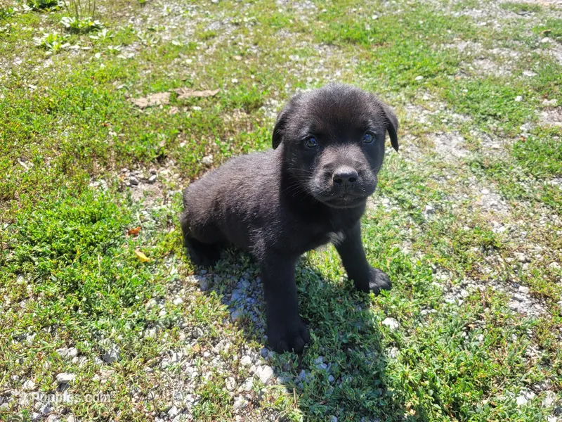 John  – Australian Shepherd, Labrador Retriever puppy for sale in Inkster, MI