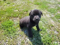 John , a male Australian Shepherd and Labrador Retriever for sale in Inkster, MI – 1 of 4
