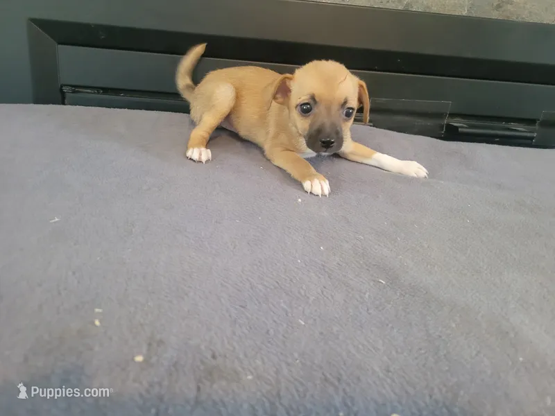 Lady – Jack Russell Terrier puppy for sale in Inkster, MI