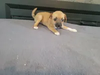 Lady, a female Jack Russell Terrier for sale in Inkster, MI – 1 of 4