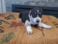 Ram, a male Australian Cattle Dog for sale in Inkster, MI – Photo 3 of 3