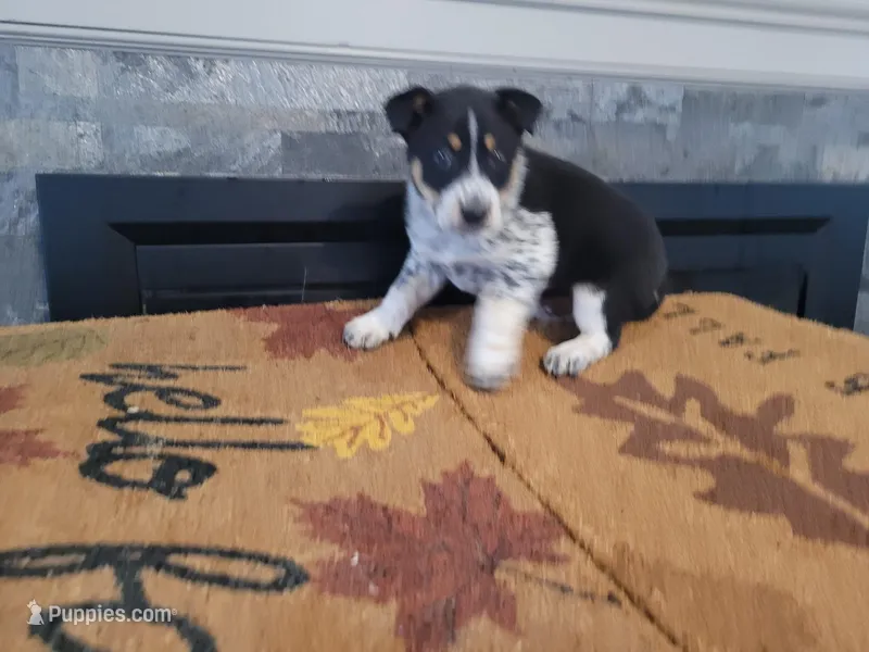 Ram – Australian Cattle Dog puppy for sale in Inkster, MI