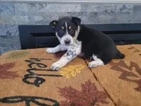 Ram, a male Australian Cattle Dog for sale in Inkster, MI – Photo 2 of 3