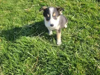 John , a male Border Collie and German Shepherd Dog for sale in Inkster, MI – Photo 3 of 4