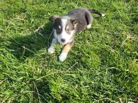 John , a male Border Collie and German Shepherd Dog for sale in Inkster, MI – Photo 2 of 4