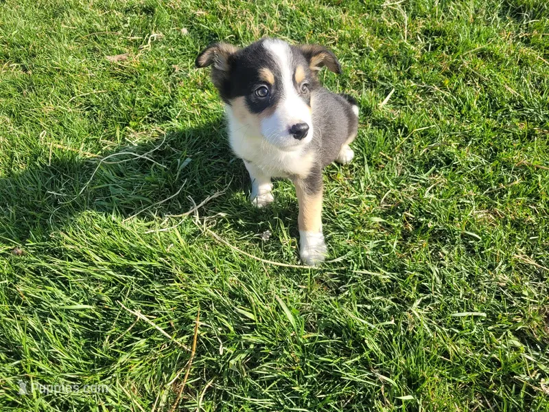 John  – Border Collie, German Shepherd Dog puppy for sale in Inkster, MI