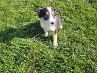 John , a male Border Collie and German Shepherd Dog for sale in Inkster, MI – Photo 1 of 4