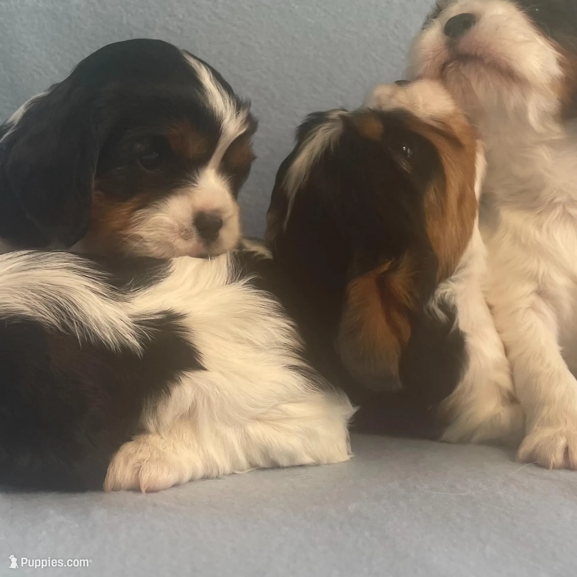 Harrington, a male Cavalier King Charles Spaniel for sale in Allendale, MI – Photo 4 of 5