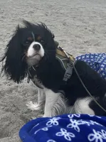 Harrington, a male Cavalier King Charles Spaniel for sale in Allendale, MI – Photo 5 of 5