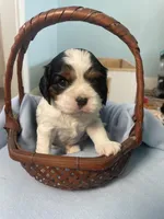 Harrington, a male Cavalier King Charles Spaniel for sale in Allendale, MI – Photo 3 of 5