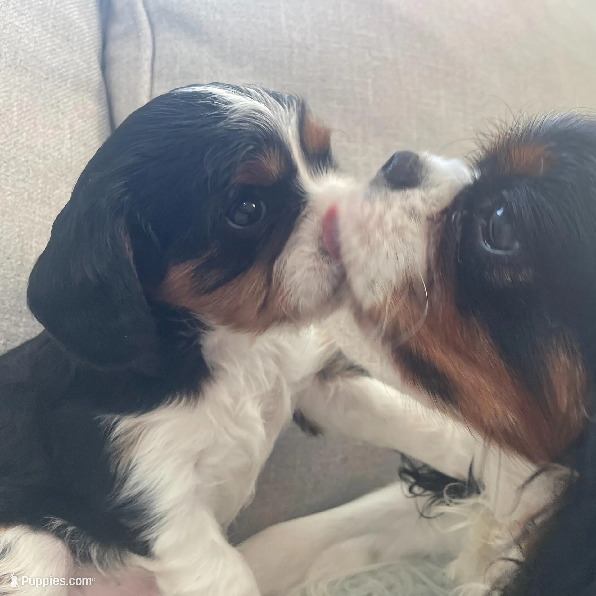 Kaylee, a female Cavalier King Charles Spaniel for sale in Allendale, MI – Photo 2 of 7