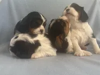 Kaylee, a female Cavalier King Charles Spaniel for sale in Allendale, MI – Photo 6 of 7