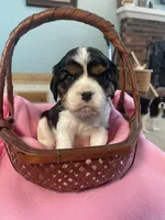 Kaylee, a female Cavalier King Charles Spaniel for sale in Allendale, MI – Photo 5 of 7