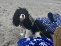 Kaylee, a female Cavalier King Charles Spaniel for sale in Allendale, MI – Photo 7 of 7