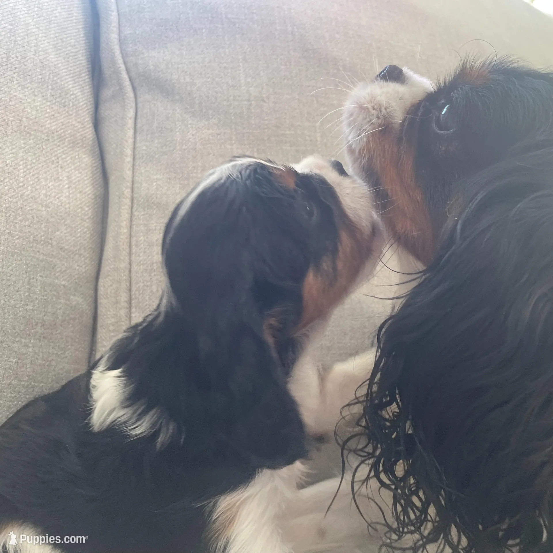 Kaylee, a female Cavalier King Charles Spaniel for sale in Allendale, MI – Photo 3 of 7