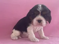 Kaylee, a female Cavalier King Charles Spaniel for sale in Allendale, MI – Photo 4 of 7