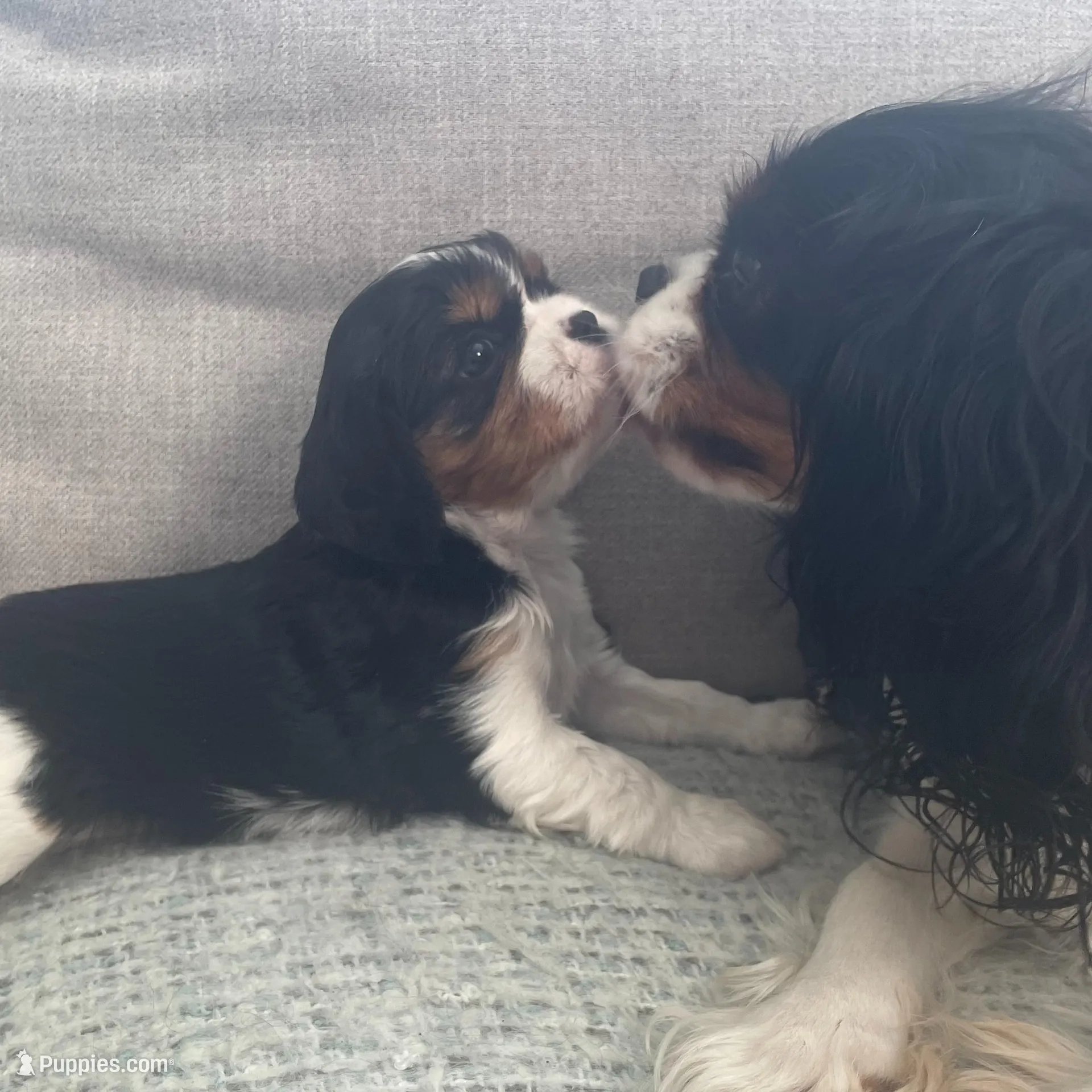 Jane, a female Cavalier King Charles Spaniel for sale in Allendale, MI – Photo 2 of 7
