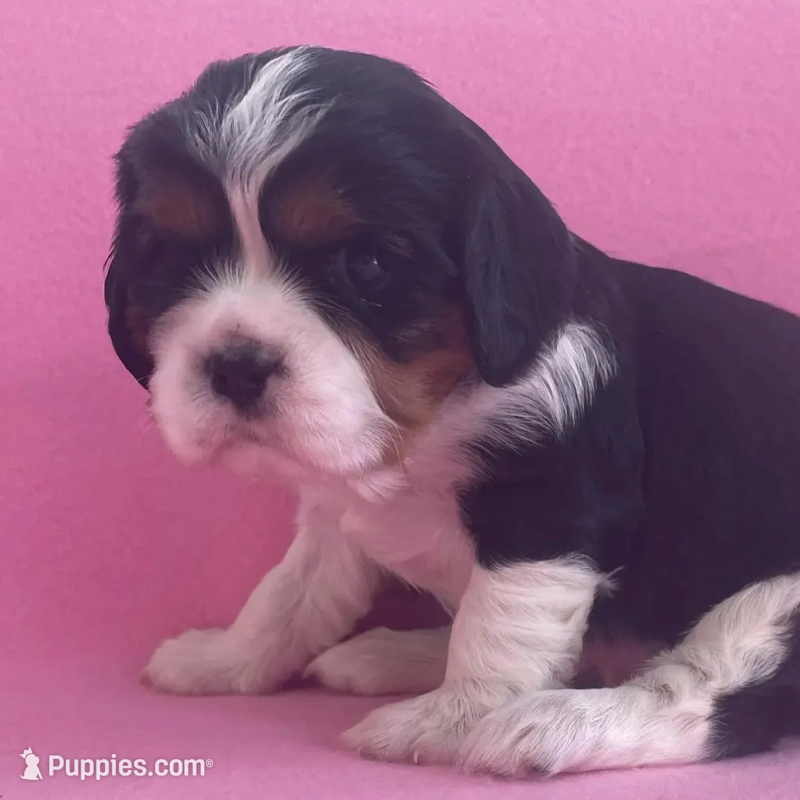 Jane, a female Cavalier King Charles Spaniel for sale in Allendale, MI – Photo 4 of 7