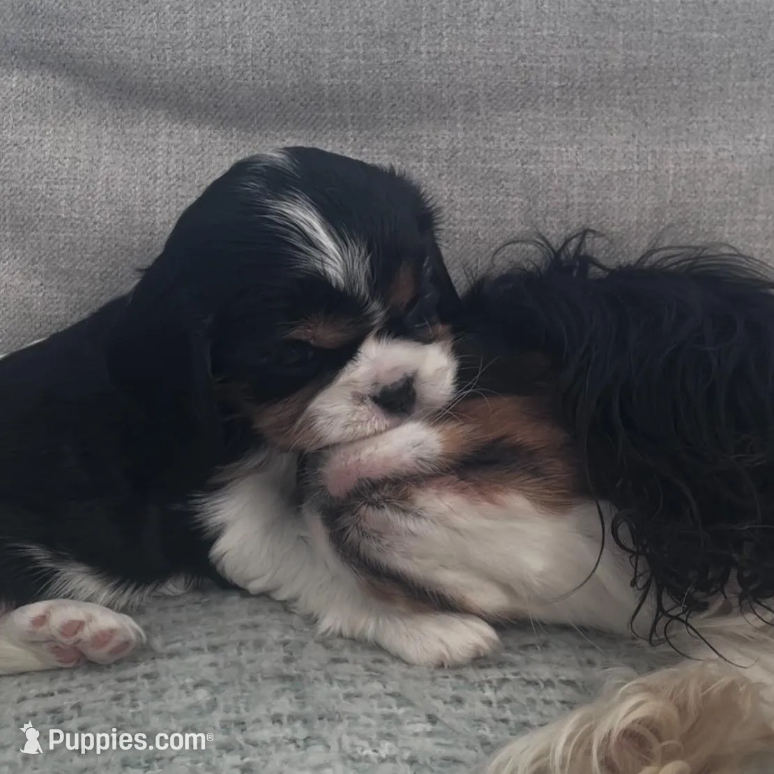 Jane, a female Cavalier King Charles Spaniel for sale in Allendale, MI – Photo 3 of 7