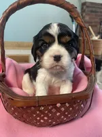 Jane, a female Cavalier King Charles Spaniel for sale in Allendale, MI – Photo 7 of 7