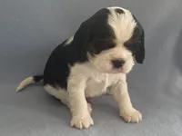 Hargrove, a male Cavalier King Charles Spaniel for sale in Allendale, MI – Photo 5 of 8