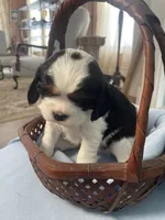 Hargrove, a male Cavalier King Charles Spaniel for sale in Allendale, MI – Photo 6 of 8