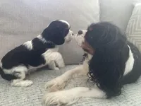 Hargrove, a male Cavalier King Charles Spaniel for sale in Allendale, MI – Photo 2 of 8