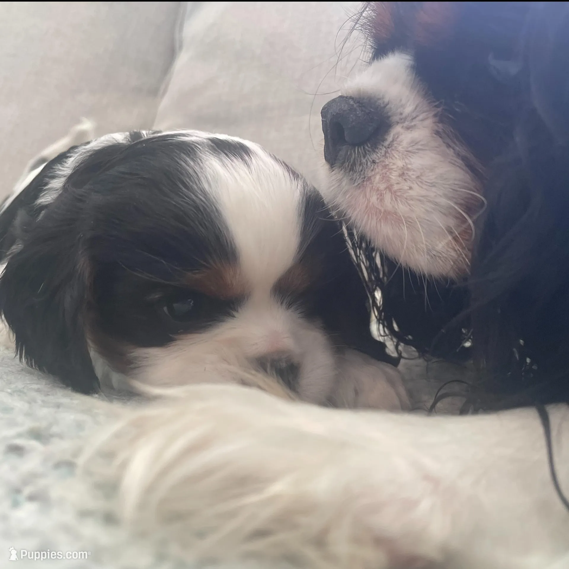 Hargrove, a male Cavalier King Charles Spaniel for sale in Allendale, MI – Photo 4 of 8