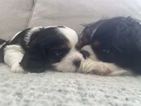 Hargrove, a male Cavalier King Charles Spaniel for sale in Allendale, MI – Photo 3 of 8