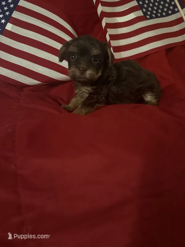 Chocolate med boy – Yorkshire Terrier puppy for sale in Las Vegas, NV