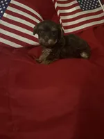 Chocolate med boy, a male Yorkshire Terrier for sale in Las Vegas, NV – 1 of 2