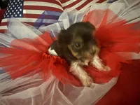Tiny chocolate prti boy, a male Yorkshire Terrier for sale in Las Vegas, NV – 3 of 3