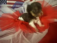Tiny chocolate prti boy, a male Yorkshire Terrier for sale in Las Vegas, NV – 2 of 3