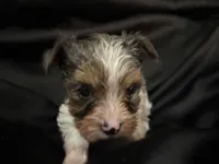 Female parti blue merle , a female Yorkshire Terrier for sale in Las Vegas, NV – 2 of 3