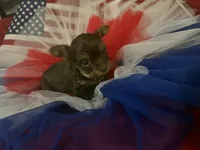 Tiny chocolate girl, a female Yorkshire Terrier for sale in Las Vegas, NV – 2 of 3