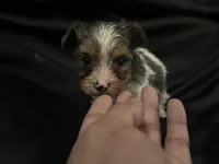 Merle parti female , a female Yorkshire Terrier for sale in Las Vegas, NV – Photo 2 of 4