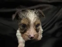 Merle parti female , a female Yorkshire Terrier for sale in Las Vegas, NV – Photo 3 of 4