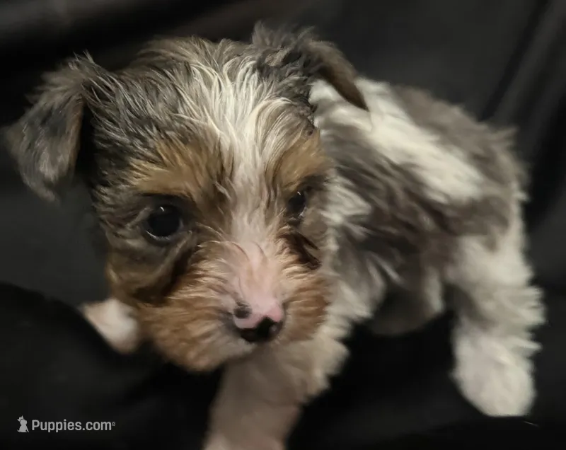 Merle parti female  – Yorkshire Terrier puppy for sale in Las Vegas, NV