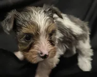 Merle parti female , a female Yorkshire Terrier for sale in Las Vegas, NV – Photo 1 of 4