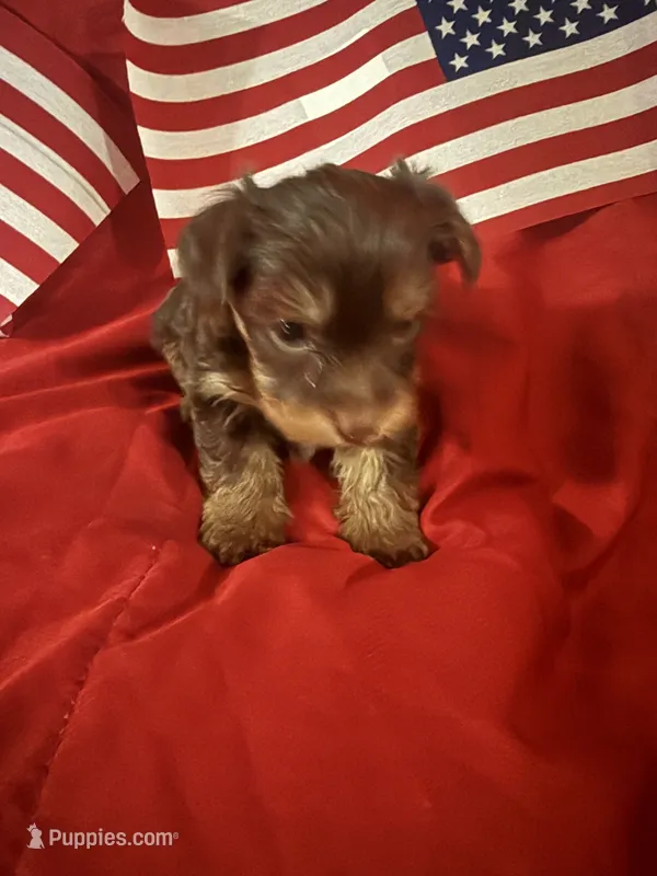 Large Chico  – Yorkshire Terrier puppy for sale in Las Vegas, NV