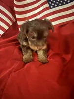 Large Chico , a male Yorkshire Terrier for sale in Las Vegas, NV – 1 of 2