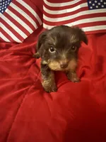 Large Chico , a male Yorkshire Terrier for sale in Las Vegas, NV – 2 of 2
