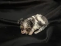 Female parti blue merle , a female Yorkshire Terrier for sale in Las Vegas, NV – 3 of 3