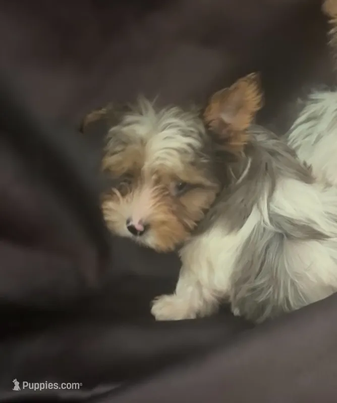 Female parti blue merle , a female Yorkshire Terrier for sale in Las Vegas, NV – 1 of 3